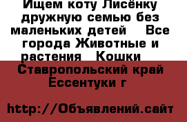 Ищем коту Лисёнку дружную семью без маленьких детей  - Все города Животные и растения » Кошки   . Ставропольский край,Ессентуки г.